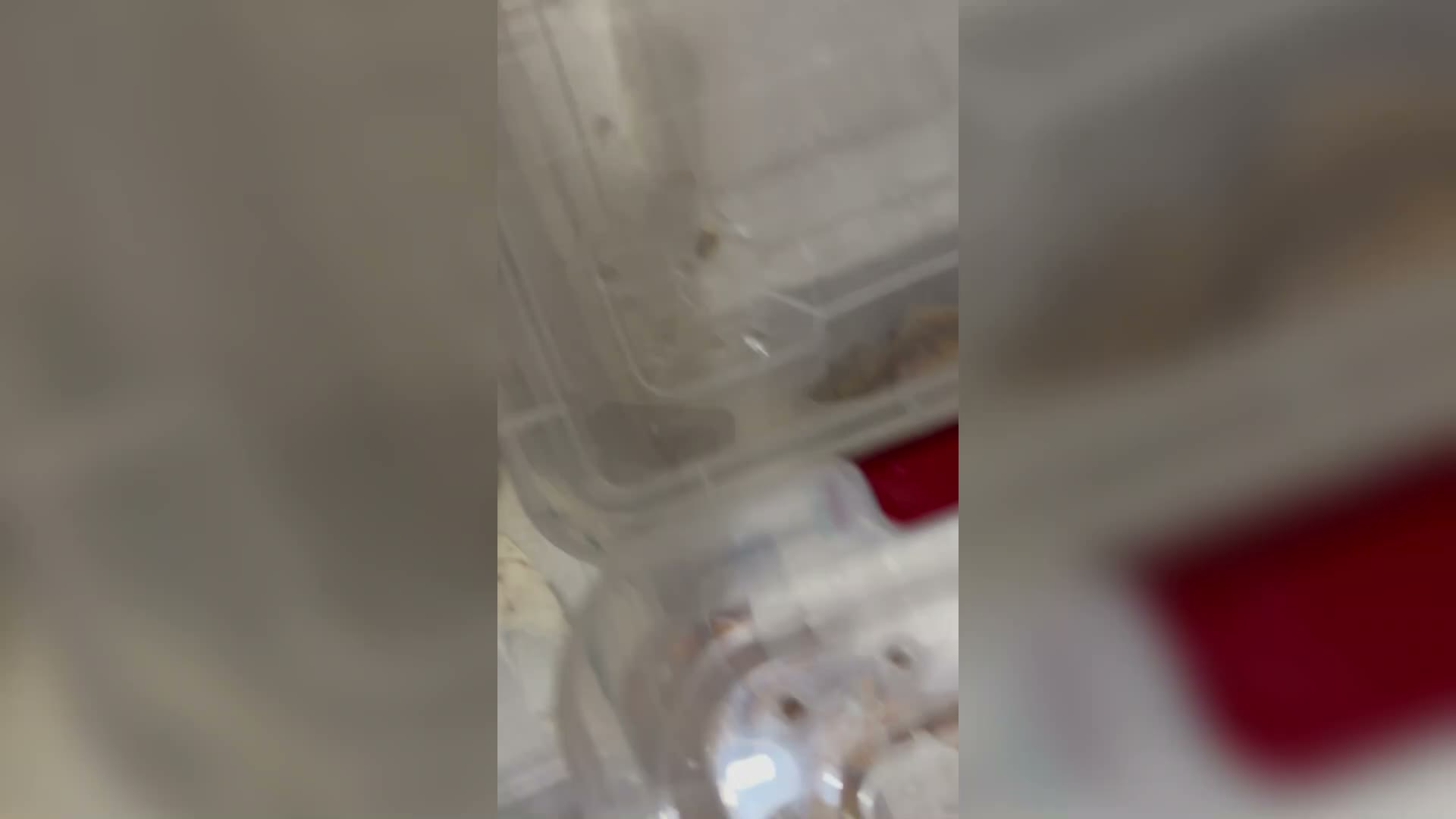 İstanbul Kartal'da yasa dışı hayvan ticareti yapan kişinin ikametinde bulunan 134 canlı koruma altına alındı