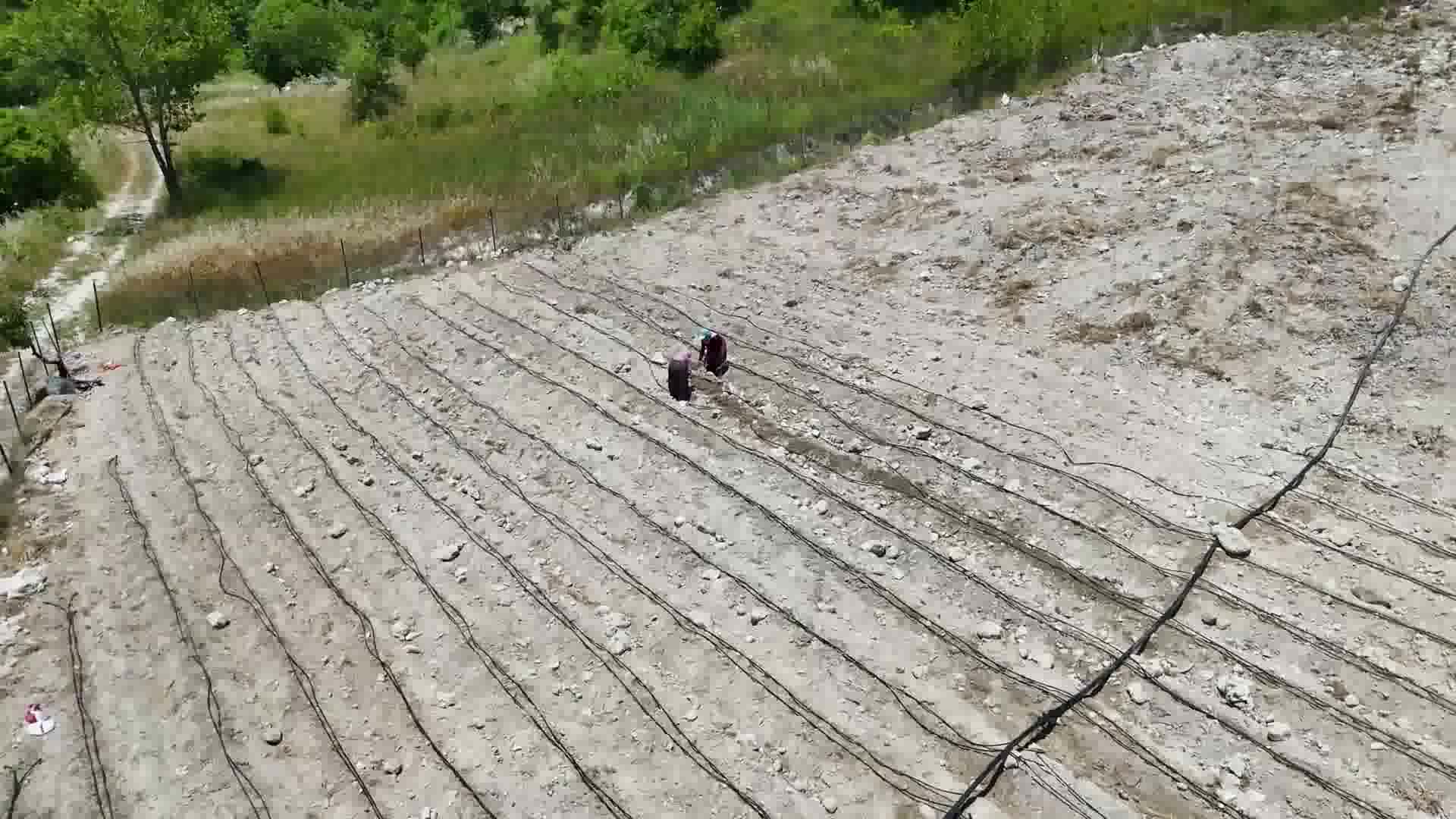 Mersin Büyükşehir Belediyesi, Leklek fasulyesi üreticilerine tohum desteğini sürdürüyor