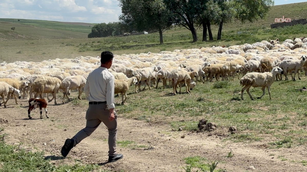 Aksaray'a Afgan çoban geldi