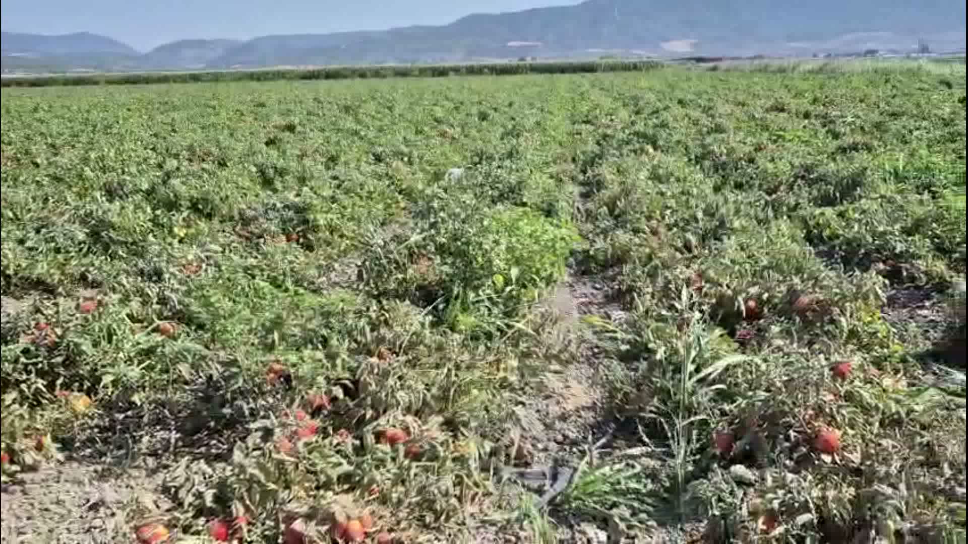 İzmir-Kınık’ta çiftçinin feryadı: “Çalışarak, üreterek batıyoruz”