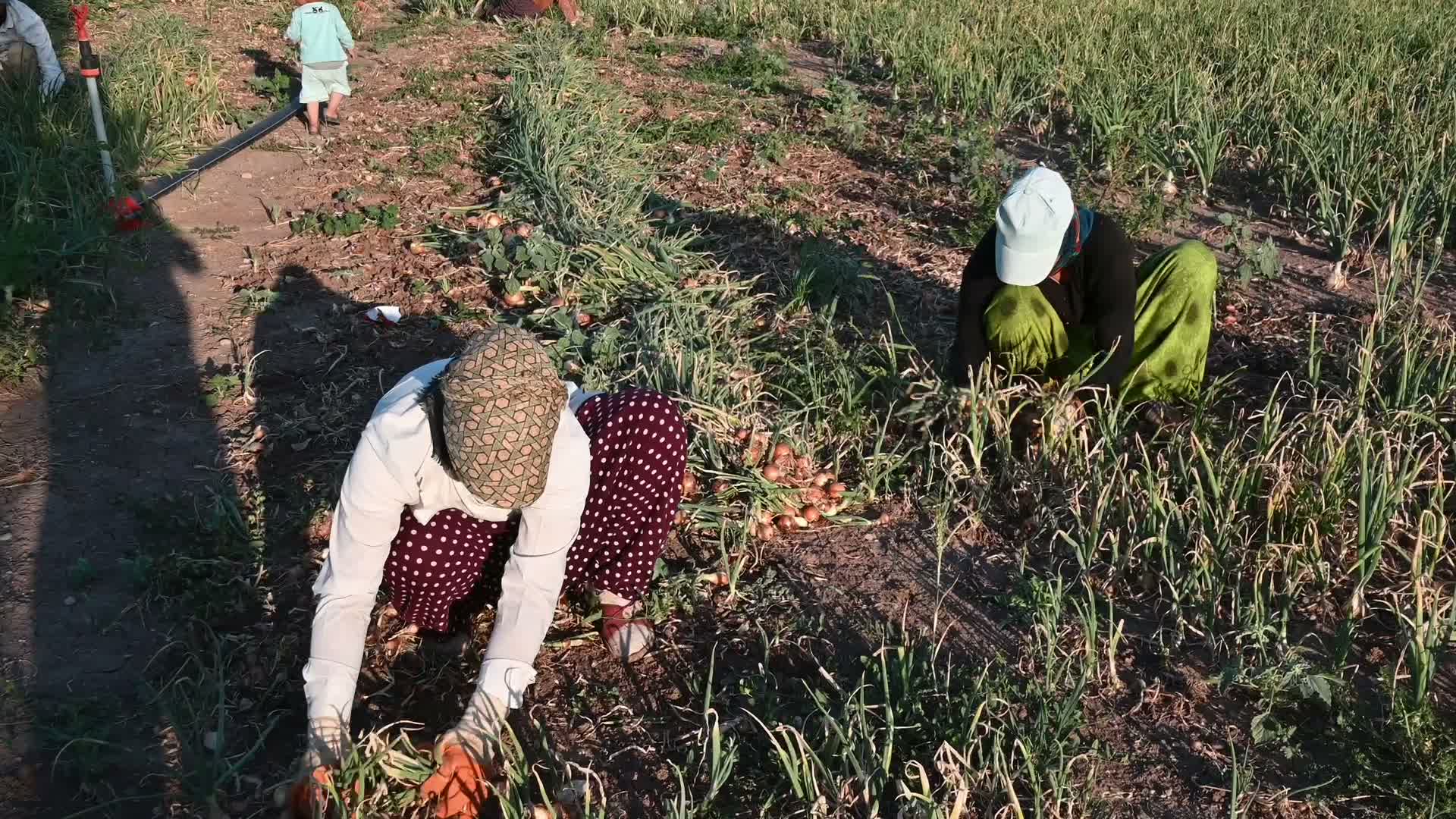 Yozgat’ta soğanda görülen" pembe kök" hastalığı mikrobiyal uygulamayla önlendi
