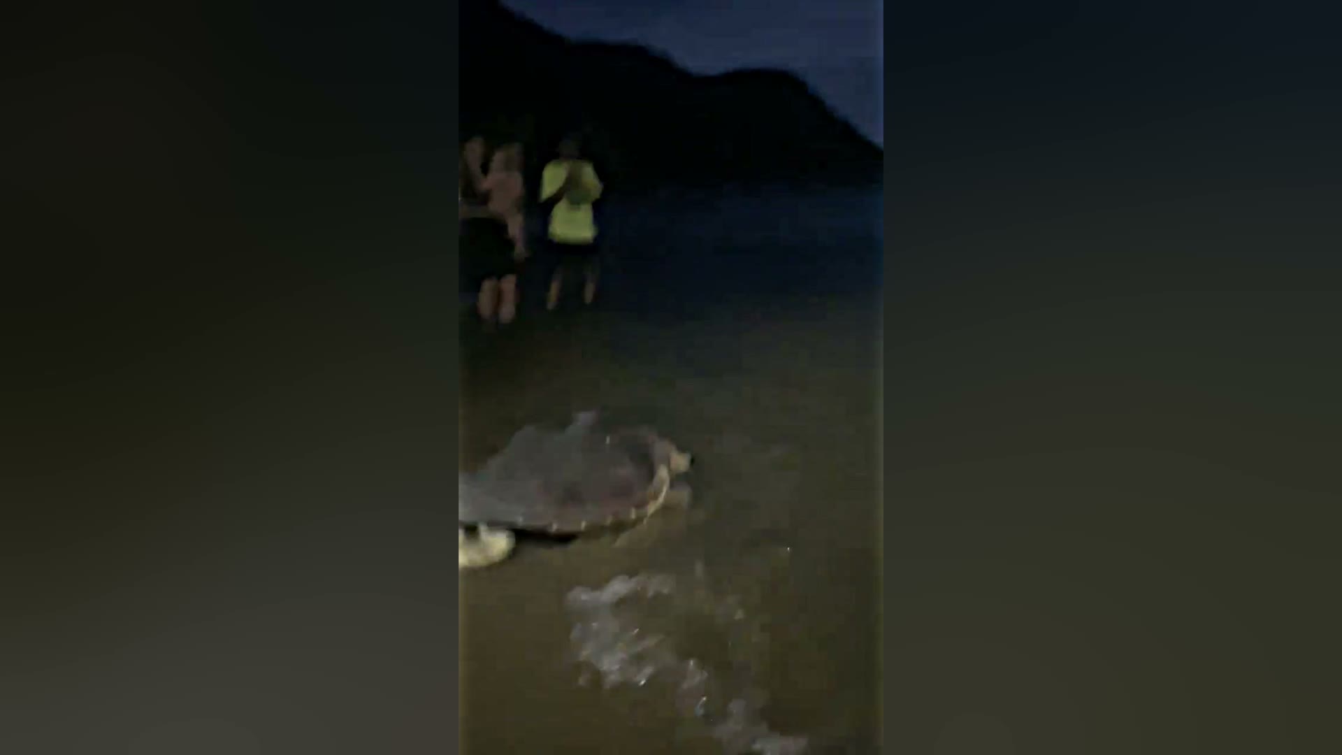 Marmaris'te tedavisi tamamlanan deniz kaplumbağası Kaan-19 denizle buluştu