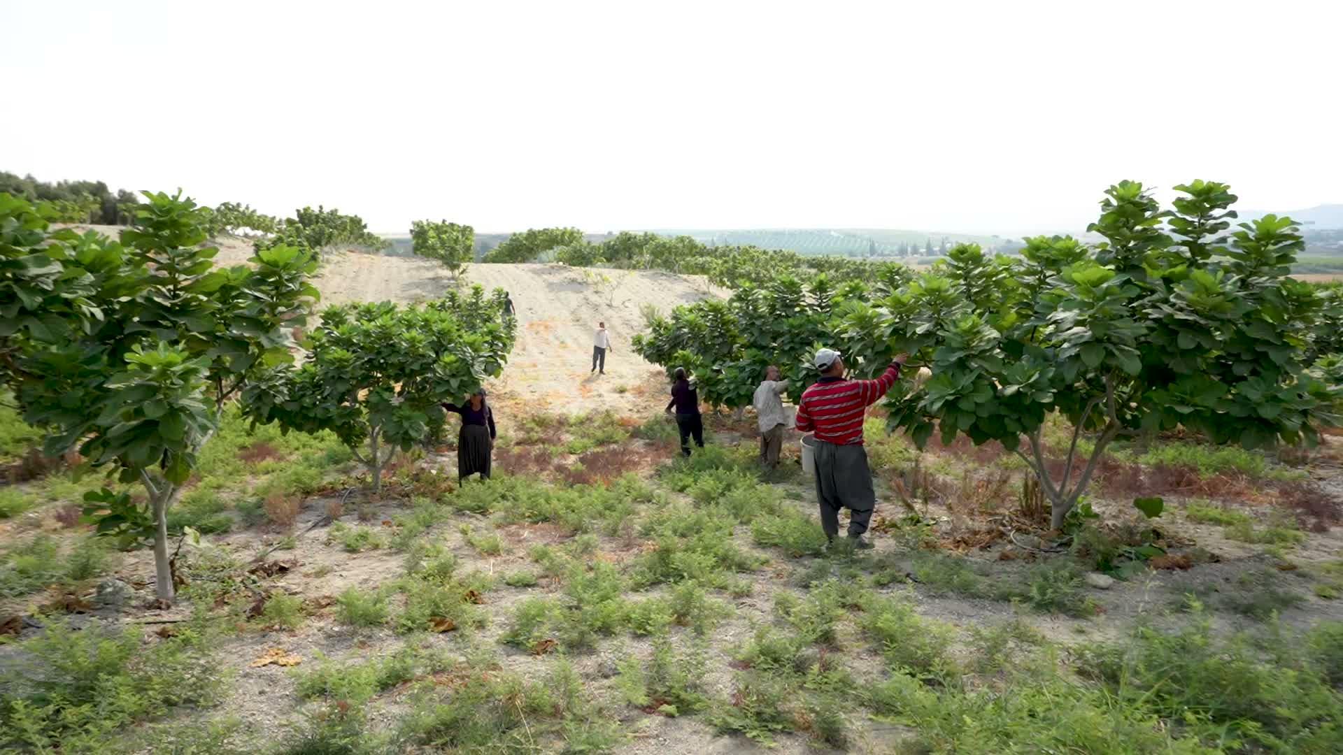 Mersin Büyükşehir Belediyesi'nin verdiği destekle üretilen siyah incir ihraç ediliyor