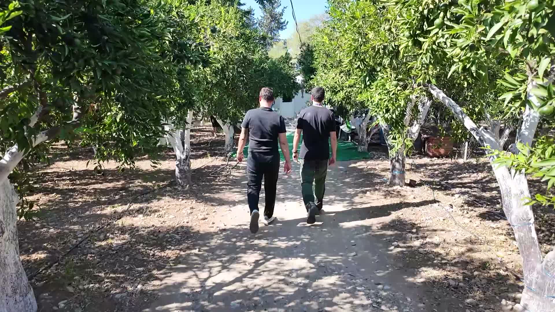Bodrum Belediyesi'nden coğrafi işaretli mandalin hasadı için üreticilere destek