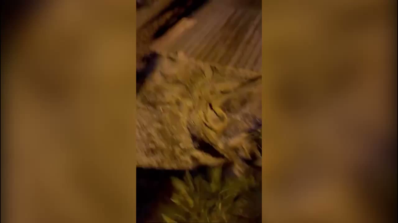 Marmaris'te caretta caretta yumurtalarını gözler önünde bıraktı