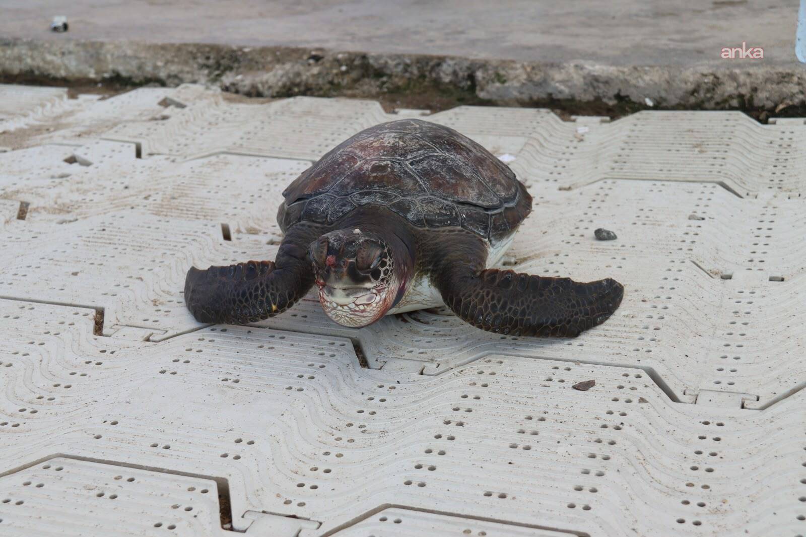 Marmaris'te denizde ölü carettta caretta yavrusu bulundu