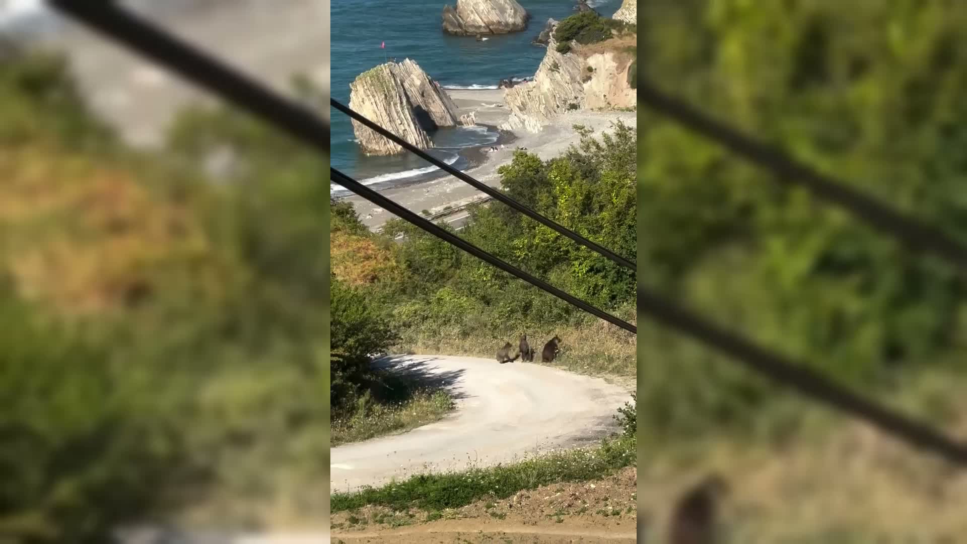 Sinop'ta aç kalan ayıların yiyecek arama anları görüntülendi