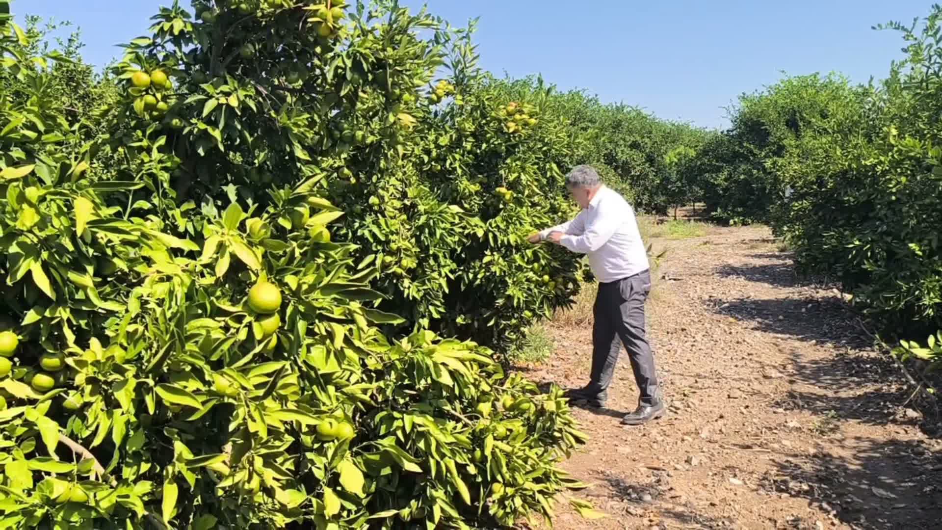 Hataylı narenciye üreticisi: "Markette erkenci mandalinanın 43-45 liraya satılması normal"
