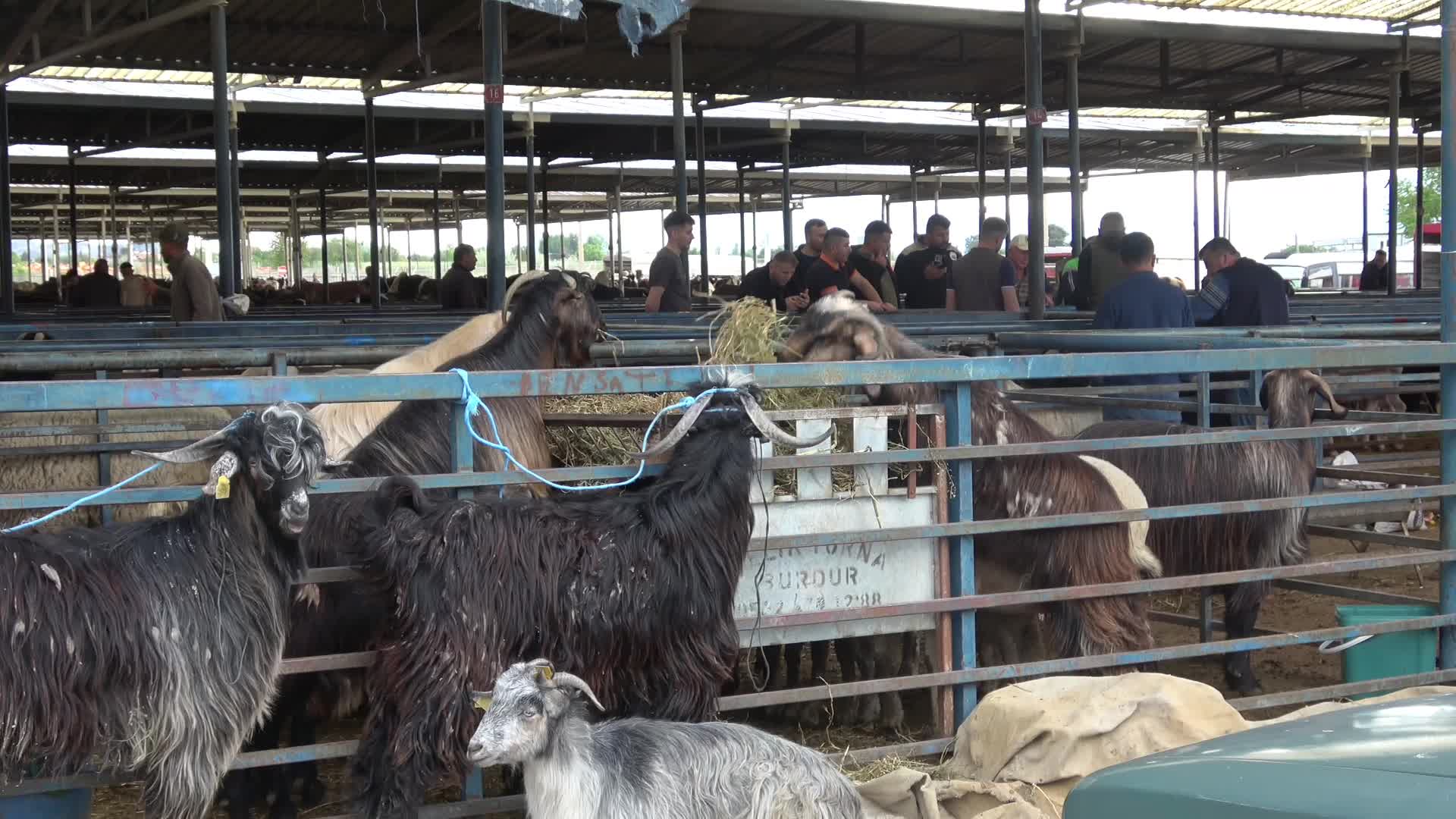 Burdur Hayvan Pazarı’nda besiciler dertli: Bu şartlarda nasıl ayakta durabilirim?