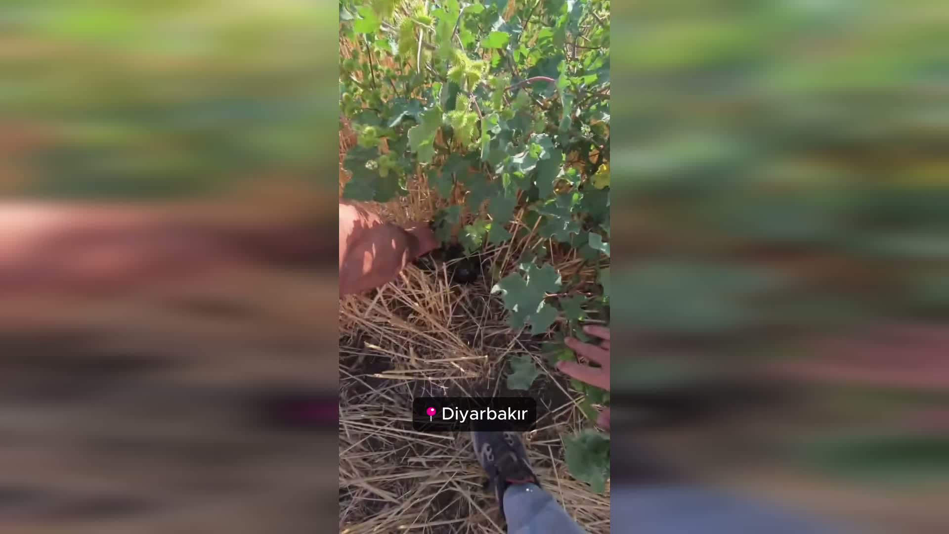 Doğa Koruma ve Milli Parklar'dan kullanımı yasak ses cihazlarına karşı mücadele