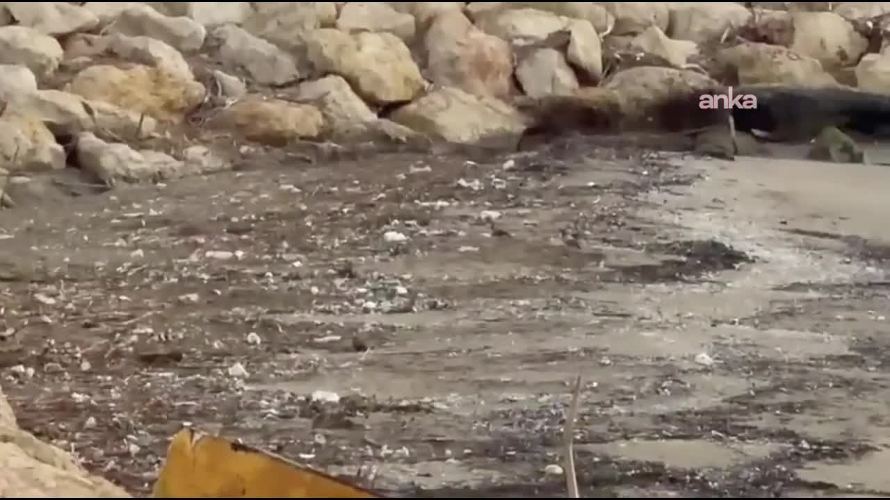 Mersin Çevre Derneği'nden Kılıçcı, sahil kıyısından çektiği mikroplastik atık görüntülerini paylaştı