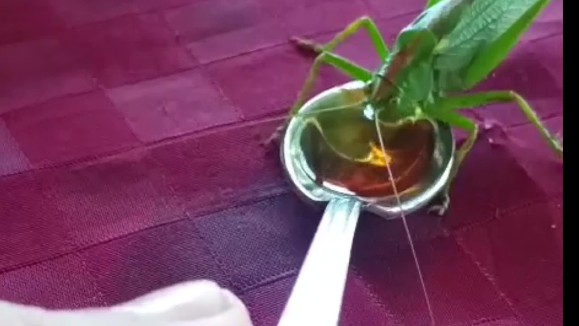 Evine gelen yeşil çekirgeyi çay, peynir ve domatesle besledi