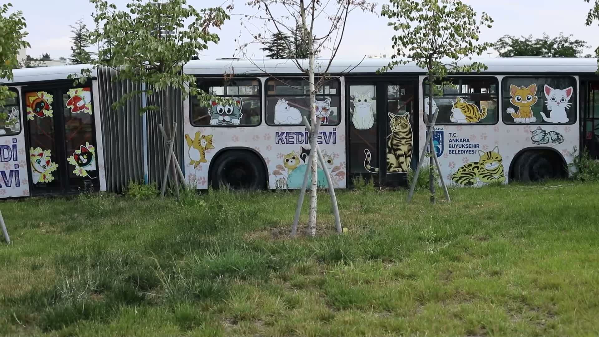 Ankara Büyükşehir Belediyesi'nden kedilere özel merkez