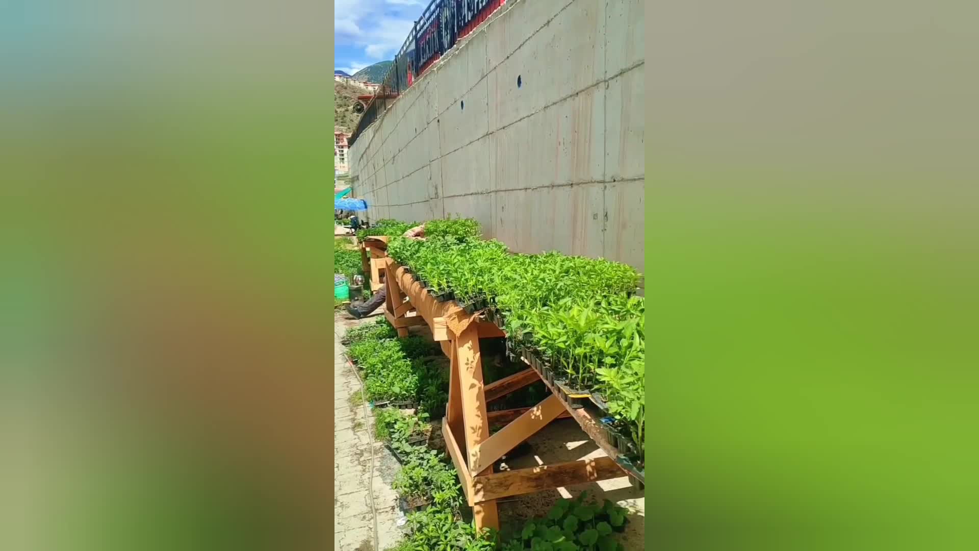 Artvin Yusufeli’nde fide satışına getirilen kısıtlama üreticilerin tepkisini çekti.