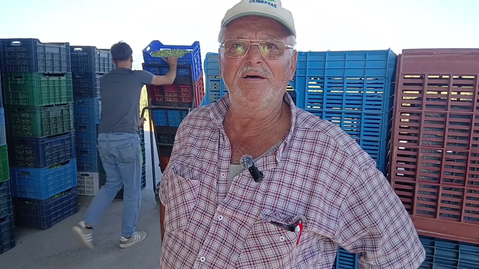 Zeytin üreticilerinden fiyatlara tepki: “Maliyetler katlandı, alım fiyatı düştü”