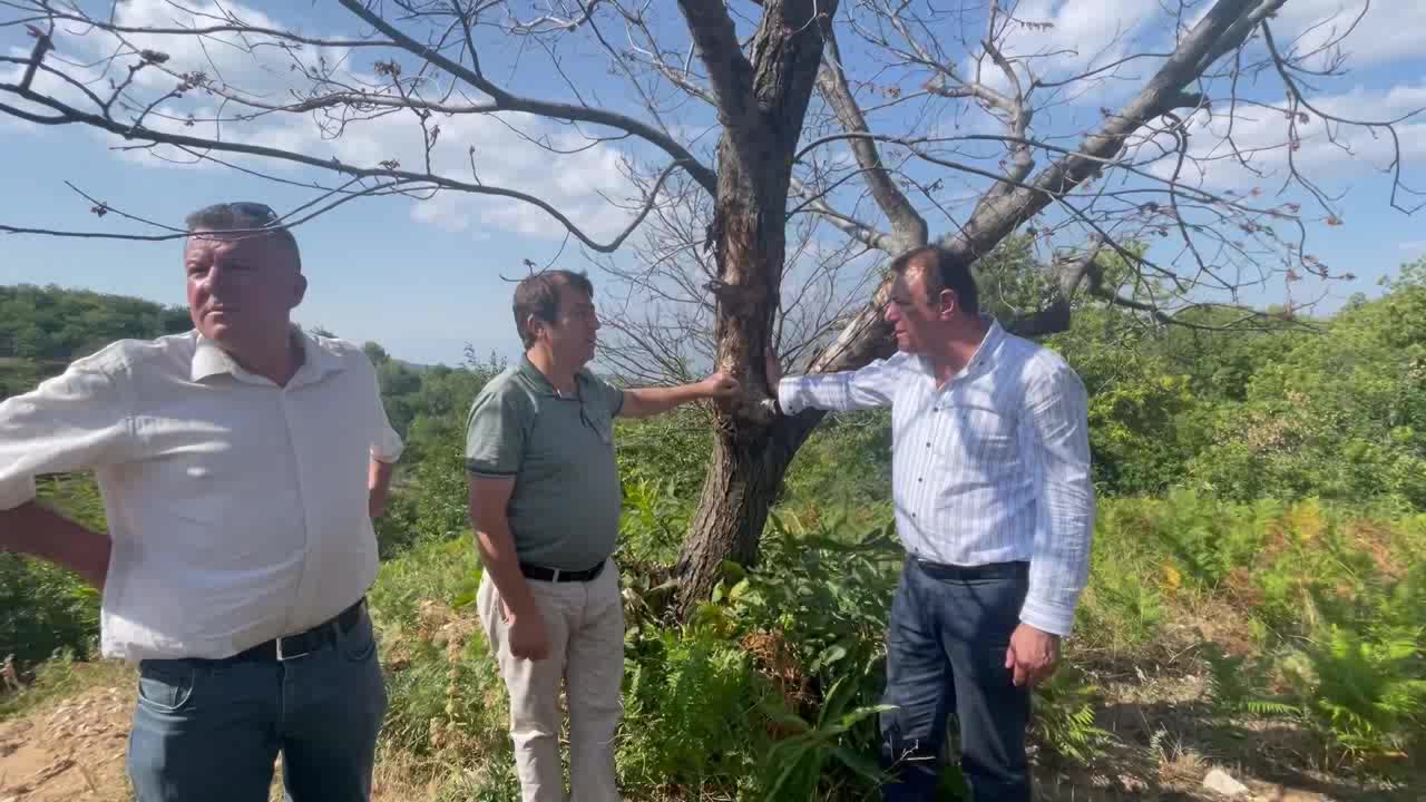 HÜSEYİN YILDIZ’DAN AYDIN’DAKİ KESTANE AĞAÇLARI İÇİN TARIM VE ORMAN BAKANLIĞI’NA ÇAĞRI: “BU HASTALIĞIN ÖNLENMESİ İÇİN BİR ÇALIŞMA YAPIN”
