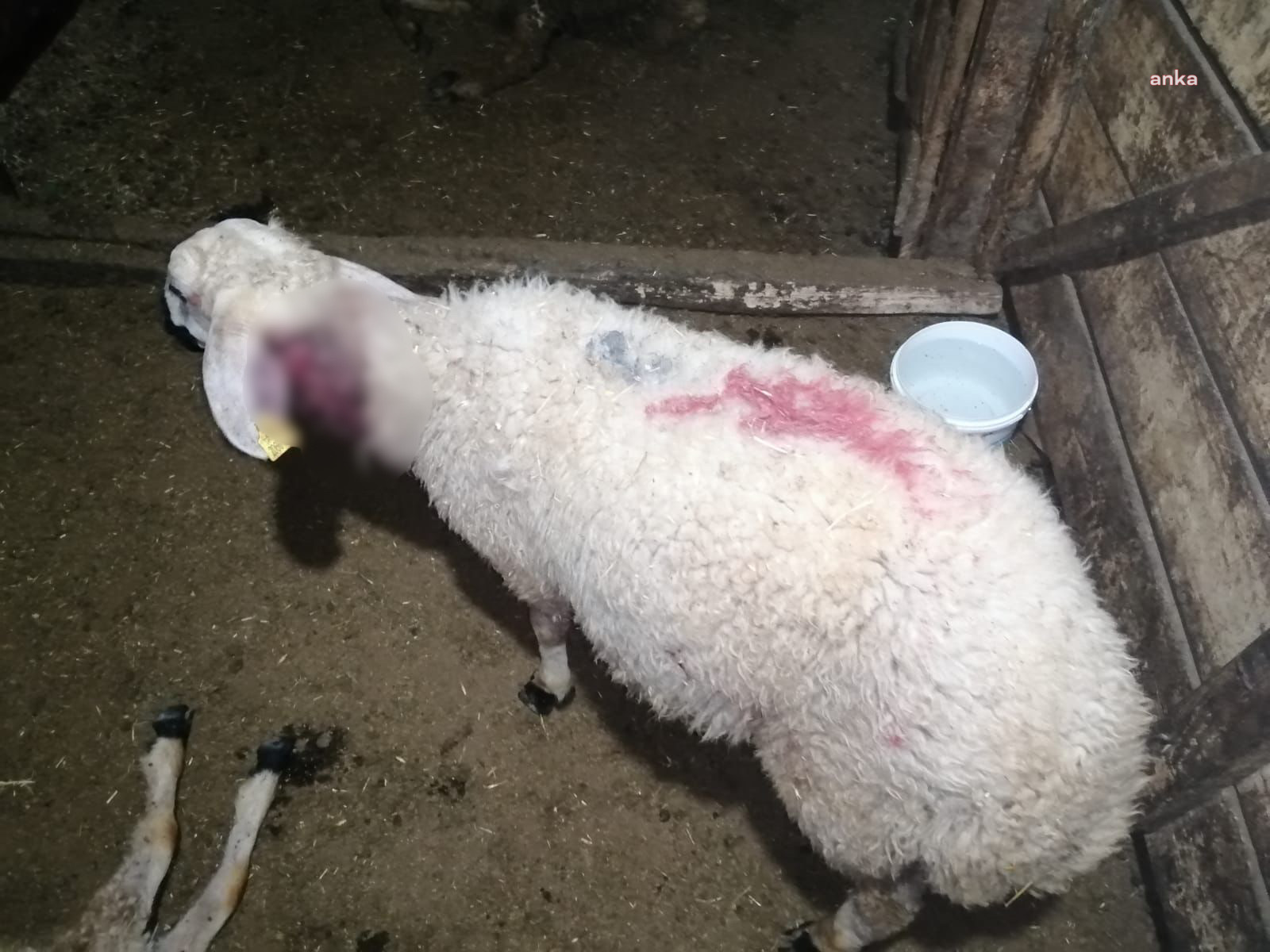 SİVAS’TA BOZ AYILAR KÖYE İNDİ, 17 KOYUNU BOĞDU