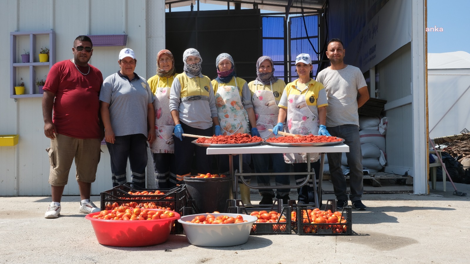 DİDİM BELEDİYESİ DOMATES HASADINA BAŞLADI