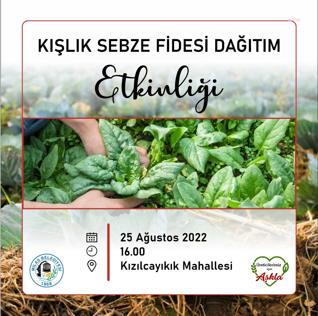 MİLAS BELEDİYESİ ÜRETİCİLERE KIŞLIK SEBZE FİDESİ DAĞITACAK