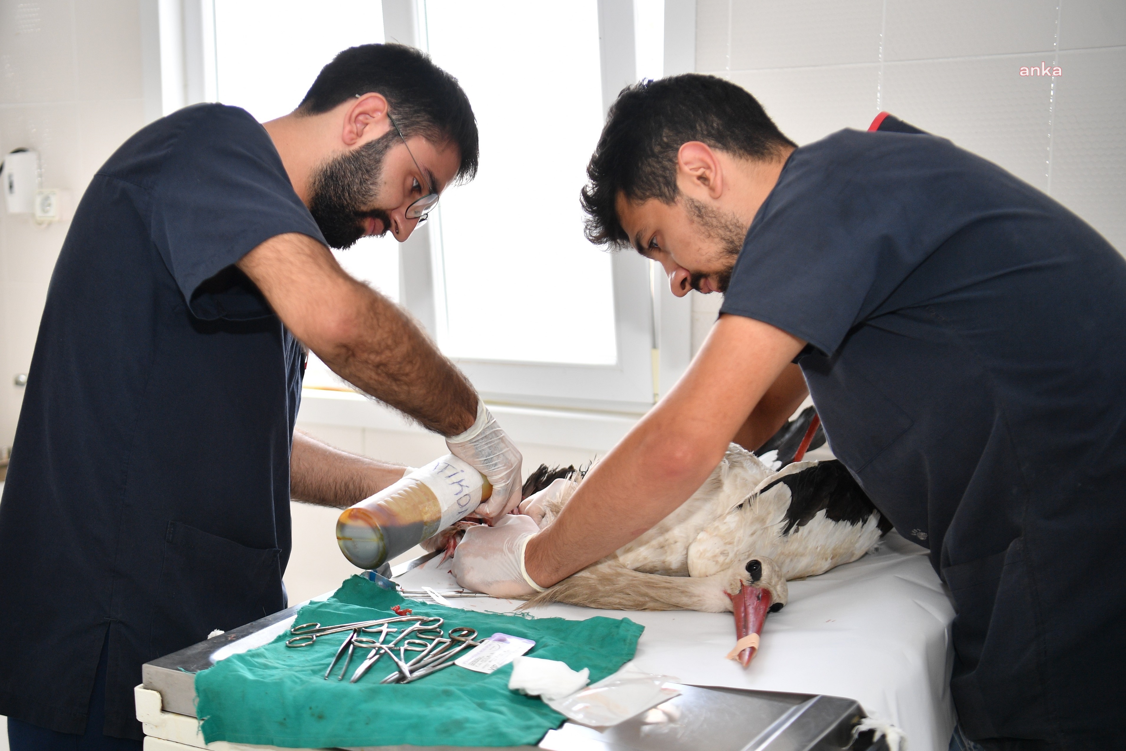BEYLİKDÜZÜ BELEDİYESİ VETERİNERLERİ YARALI LEYLEĞİ TEDAVİ ETTİ