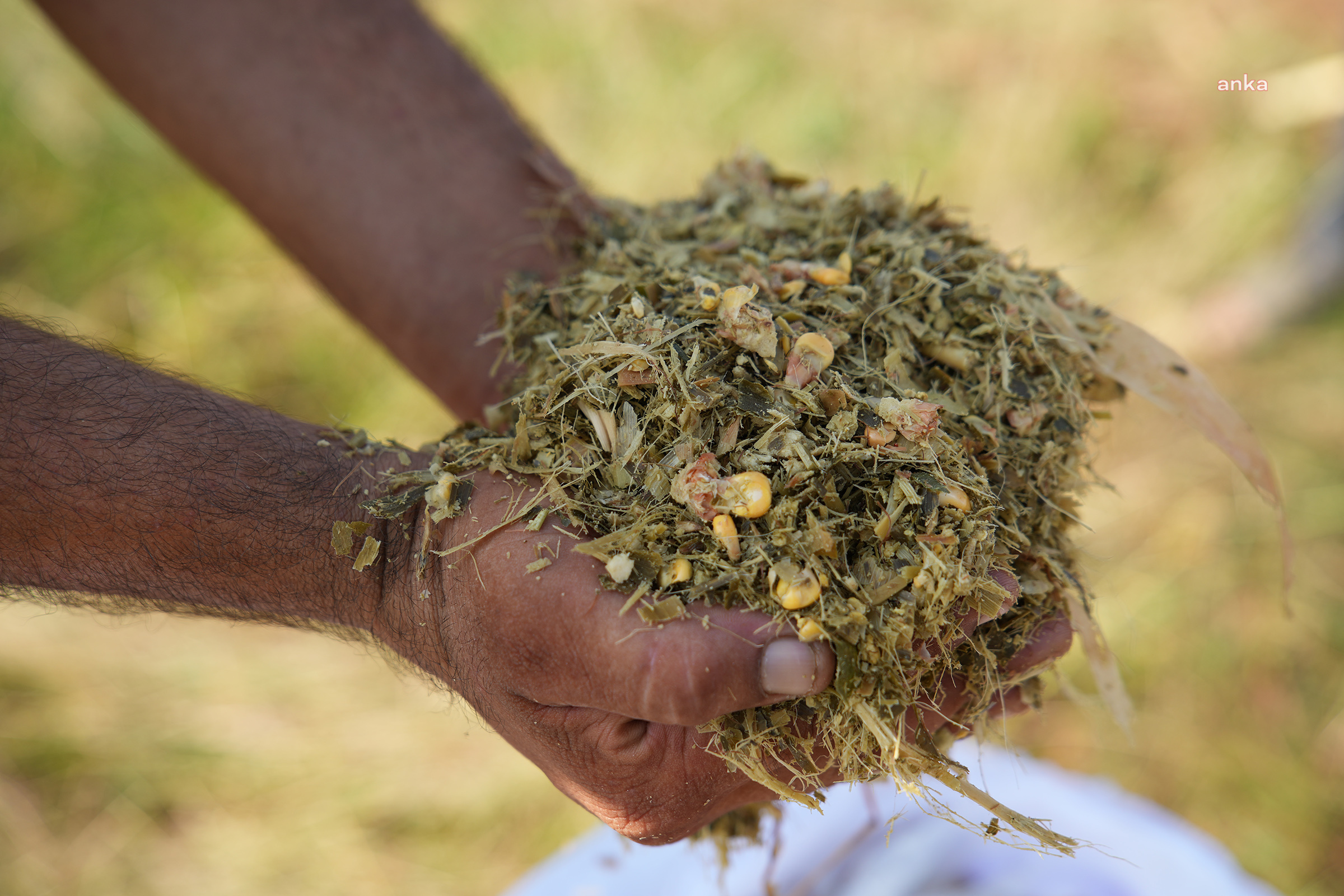 TARSUS BELEDİYESİ, ÜRETİCİLERE 20 TON MISIR SİLAJI DAĞITACAK