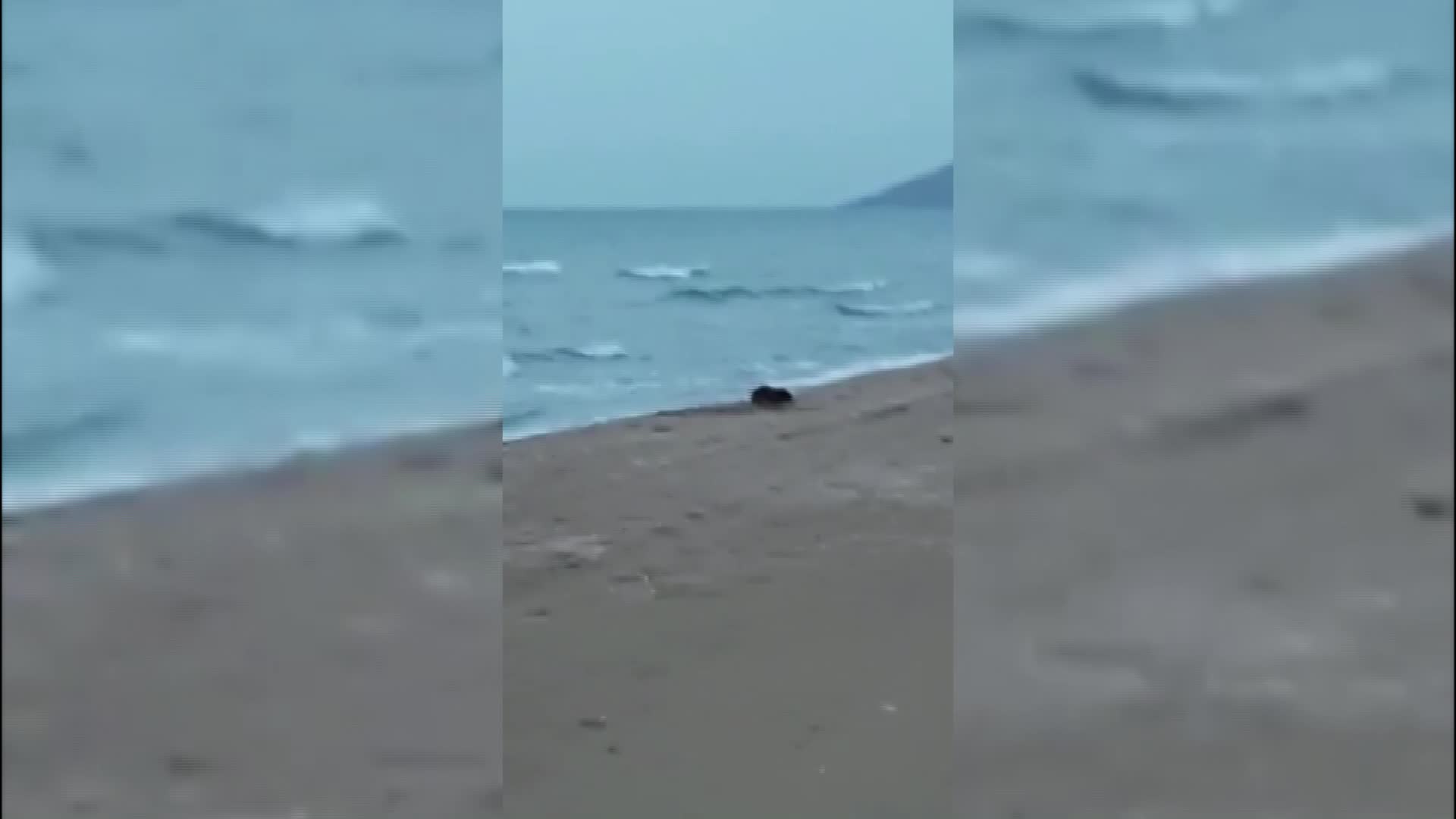SİNOP SAHİLİNDE NESLİ TÜKENMEKTE OLAN SU SAMURU GÖRÜLDÜ