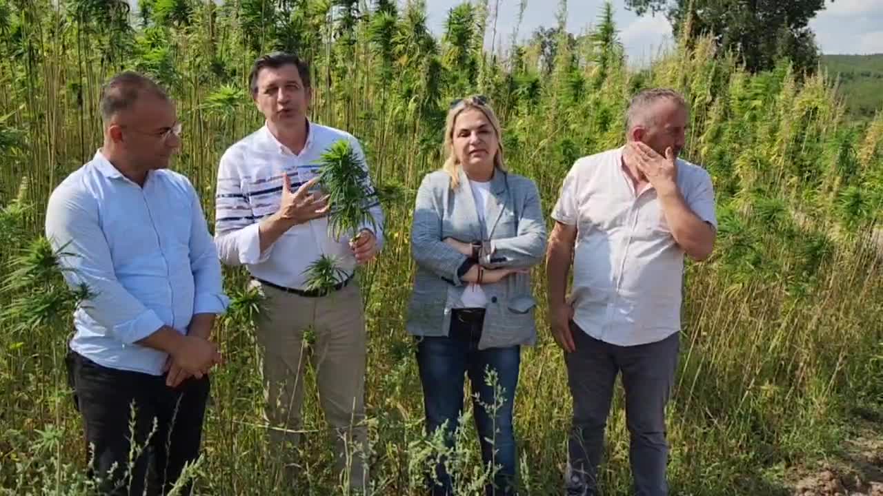 SAMSUNLU KENEVİR ÜRETİCİSİ: "BİZ RESMEN KANDIRILDIK. BİRTAKIM KİŞİLER PARASINI YEDİLER, NARLISARAY HALKI TAMAMEN MAĞDUR EDİLDİ"