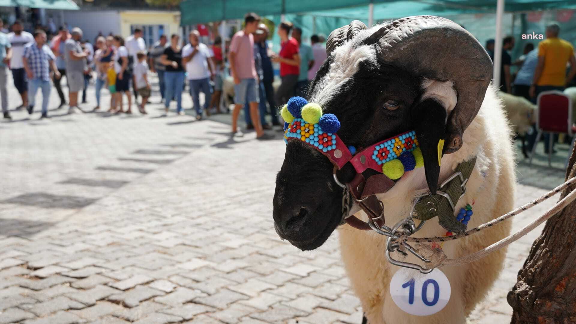 ÇEŞME OVACIK'TA FESTİVAL ZAMANI