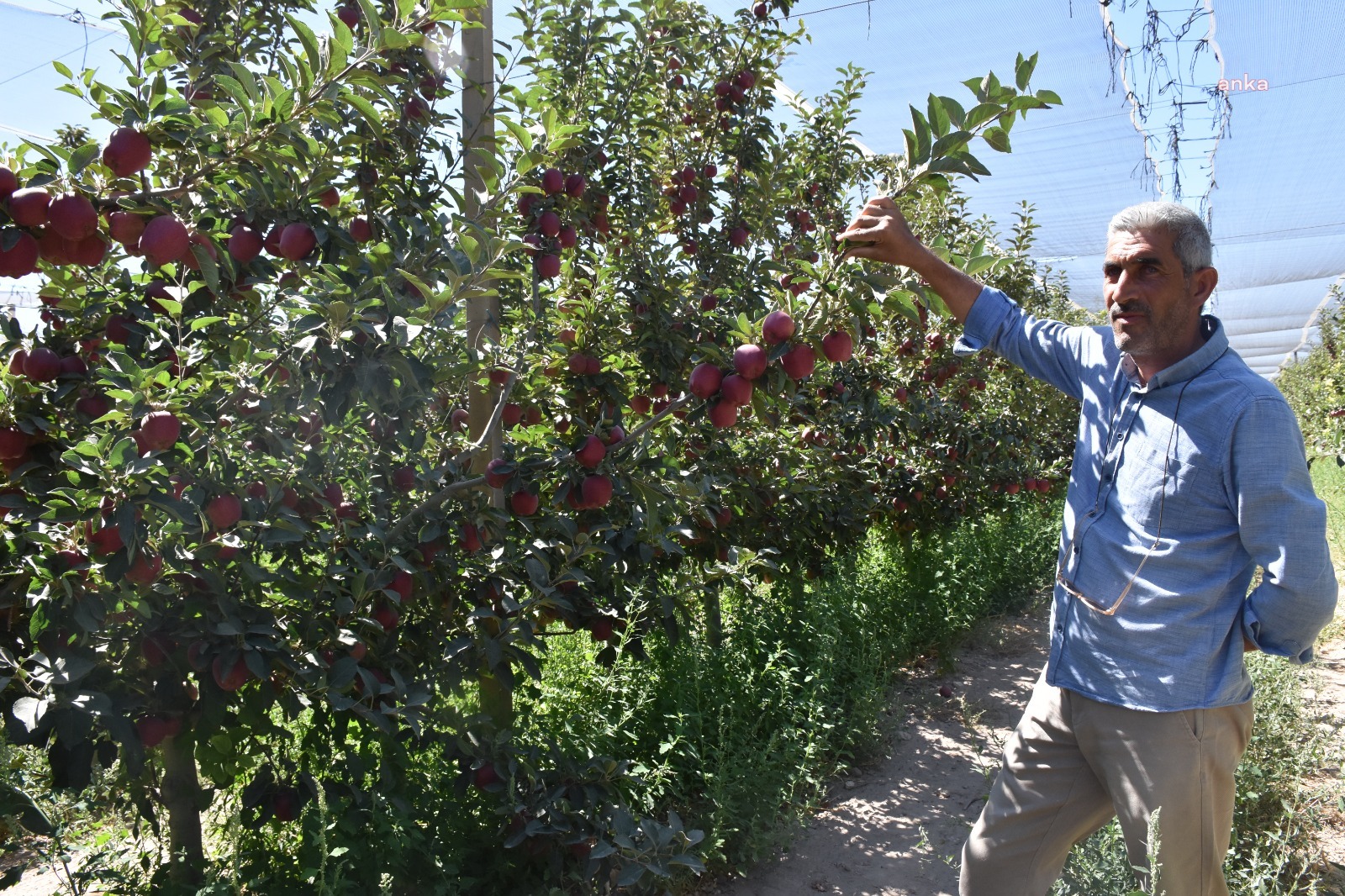 NİĞDE ELMASI YURT DIŞINA İHRAÇ EDİLİYOR