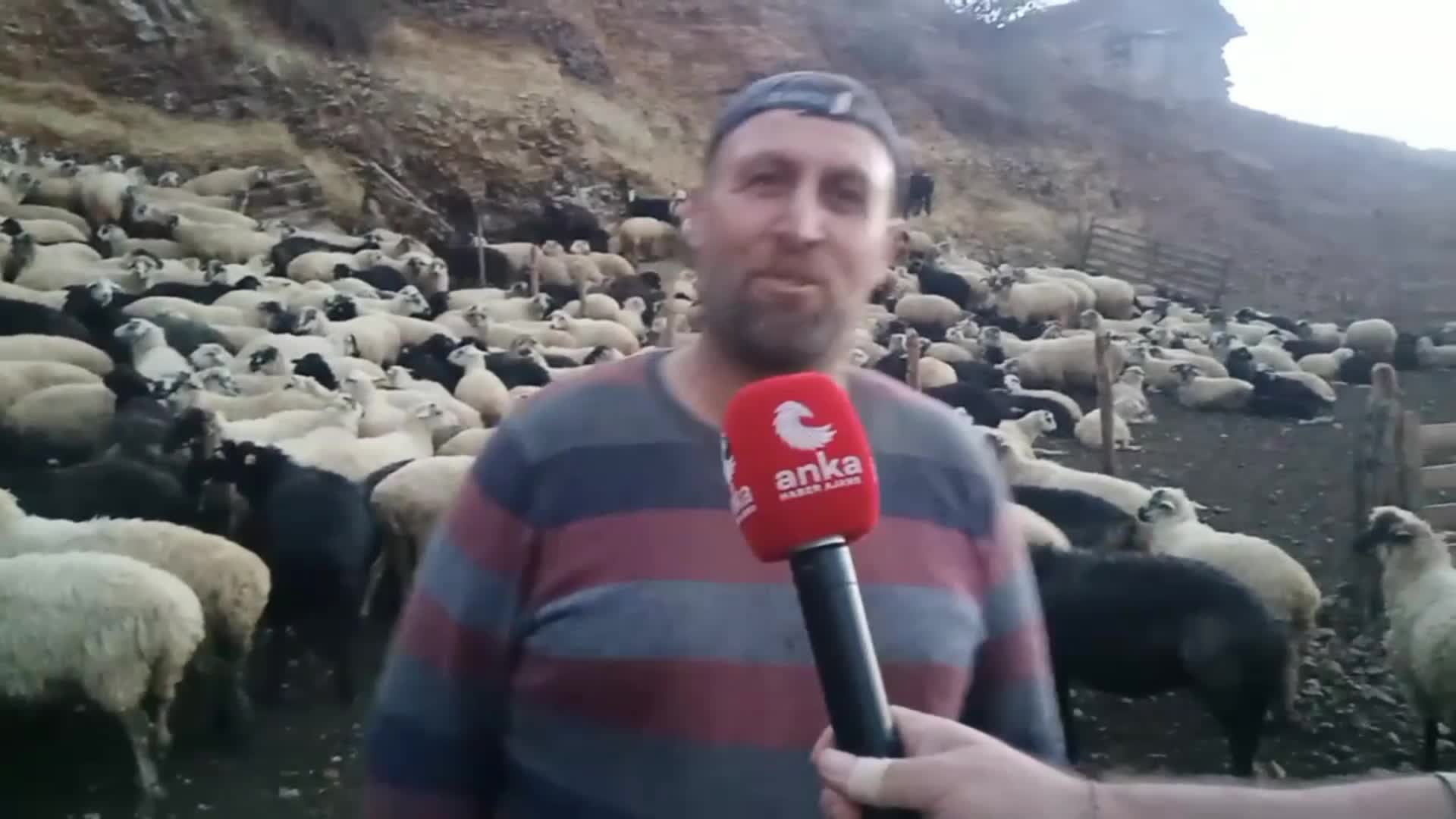 ARTVİN'DE HAYVANCILIK YAPAN ÜRETİCİ: "ÇOBAN BULMAKTA ZORLANIYORUZ, AFGAN ÇOBANLAR BİLE GELMİYOR"