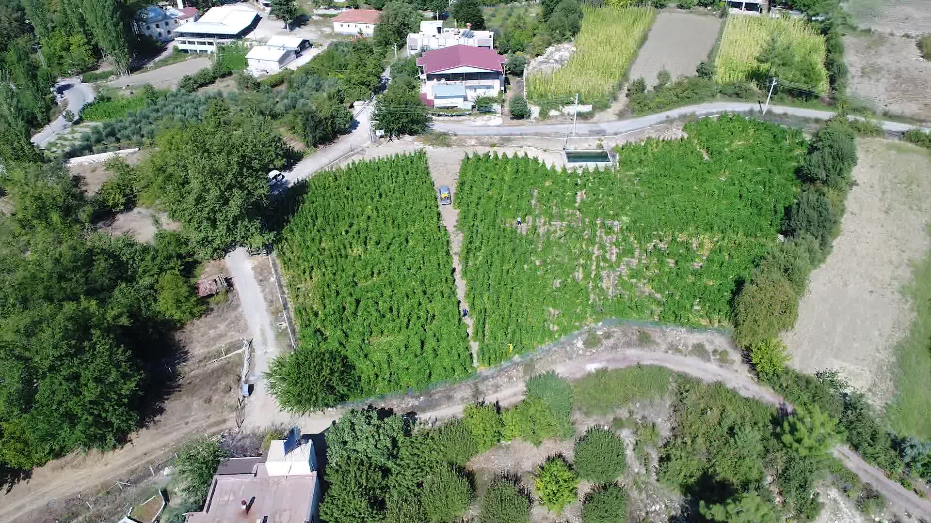 YARBAŞÇANDIR MAHALLESİ’NE EKİLEN ÇANDIR FASULYESİ’NİN HASADI EKİM’DE YAPILACAK
