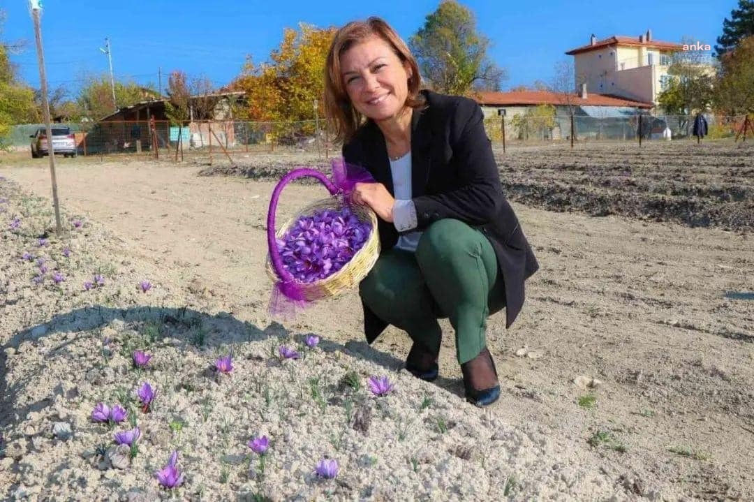 SAFRANBOLU BELEDİYESİ, SAFRAN HASADI İÇİN HAZIRLIĞA BAŞLADI