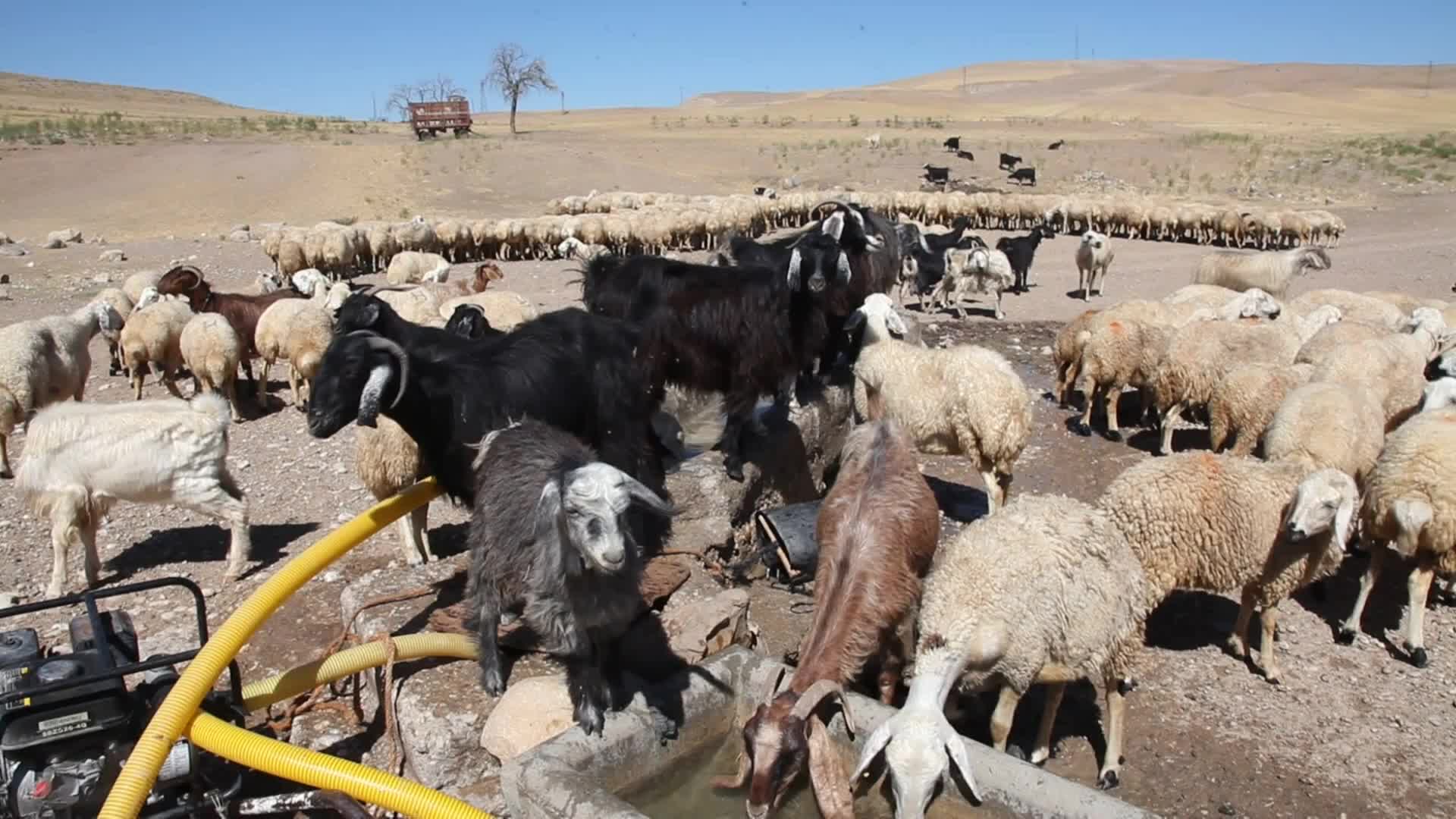MALATYA DAMIZLIK KOYUN KEÇİ YETİŞTİRİCİLERİ BİRLİĞİ BAŞKANI AKIN: “ÜRETİCİLERİN DAHA FAZLA DESTEKLENMESİ LAZIM”