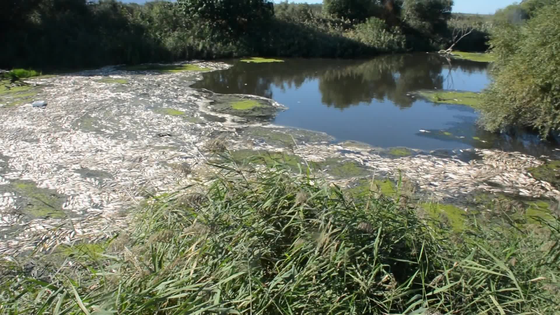 BAKIRÇAY'DA ÇEVRE FACİASI: NEHRİN ÜZERİ ÖLÜ BALIKLARLA KAPLANDI