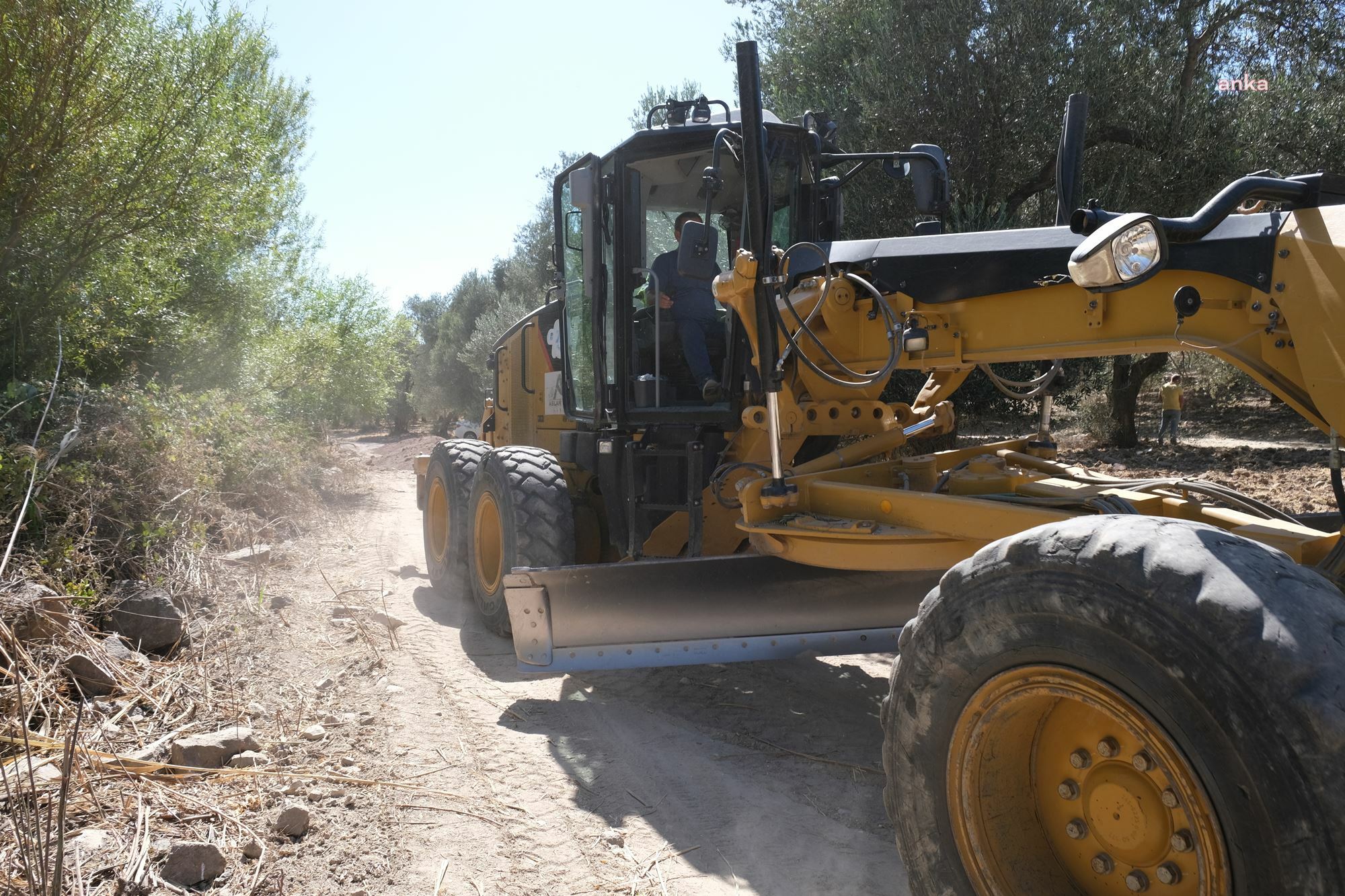 AYVALIK'TA ZEYTİNLİKLER ARASI YOLLAR HASADA HAZIR