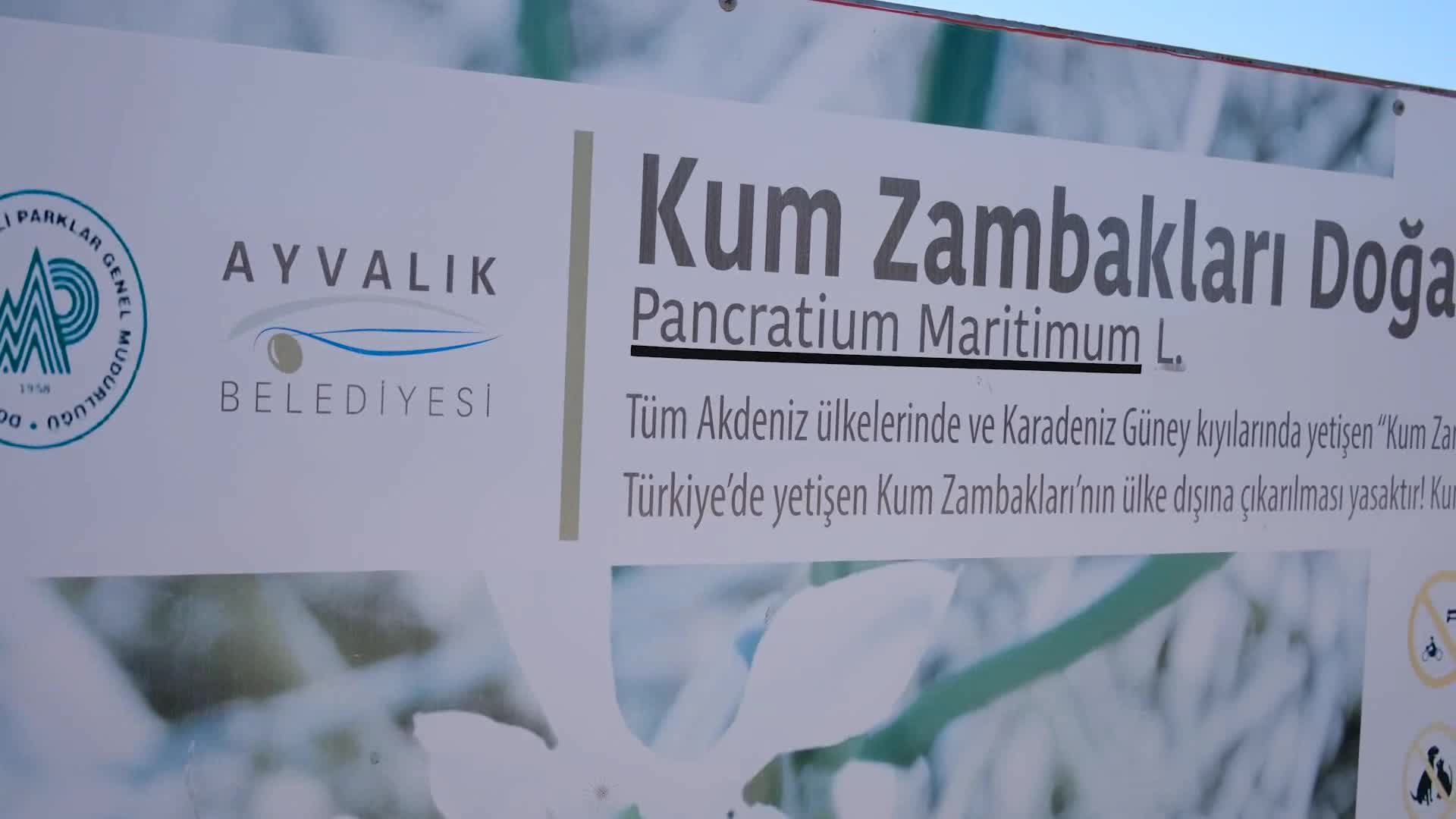 AYVALIK’IN KUM ZAMBAKLARI ÇİÇEK AÇTI
