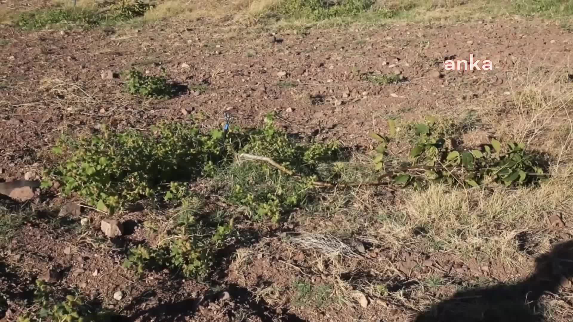 MALATYALI ÇİFTÇİNİN YEM DEPOSUNU YAKIP AĞAÇLARINI KESTİLER