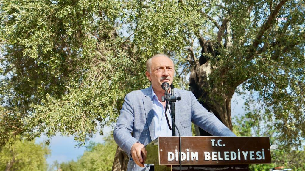 DİDİM'DE ATA AĞAÇLARINDA ZEYTİN HASADI