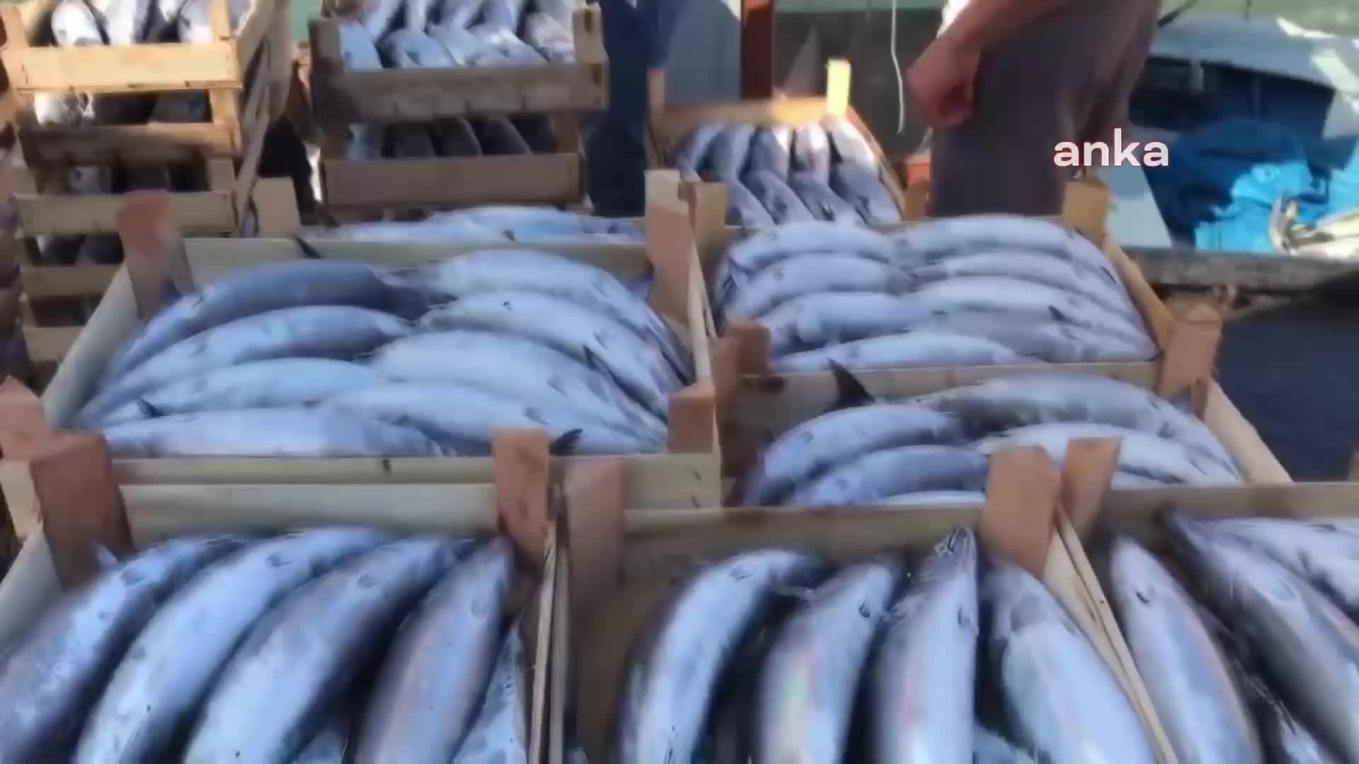 KARADENİZDE PALAMUT BOLLUĞU. VATANDAŞLAR: "PALAMUT ET VE TAVUKTAN UCUZ"