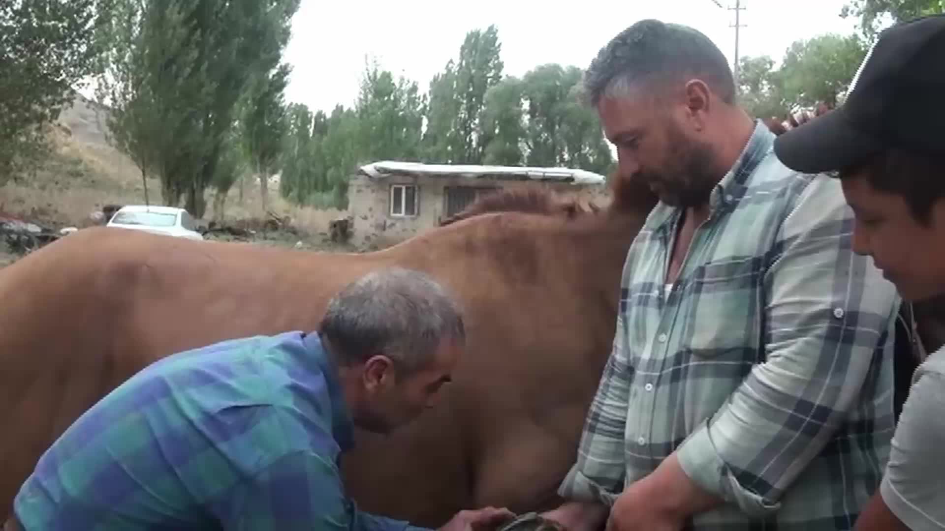 KARS’TA MAZOT FİYATLARI ÇİFTÇİLERİ ATLARA YÖNLENDİRDİ