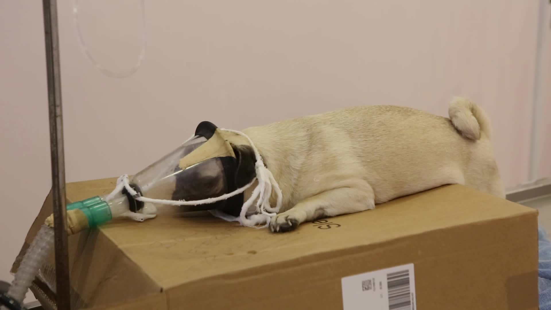 BOLU BELEDİYESİ, YEDİGÖLLER'DE HASTALANAN KÖPEĞİN YARDIMINA KOŞTU