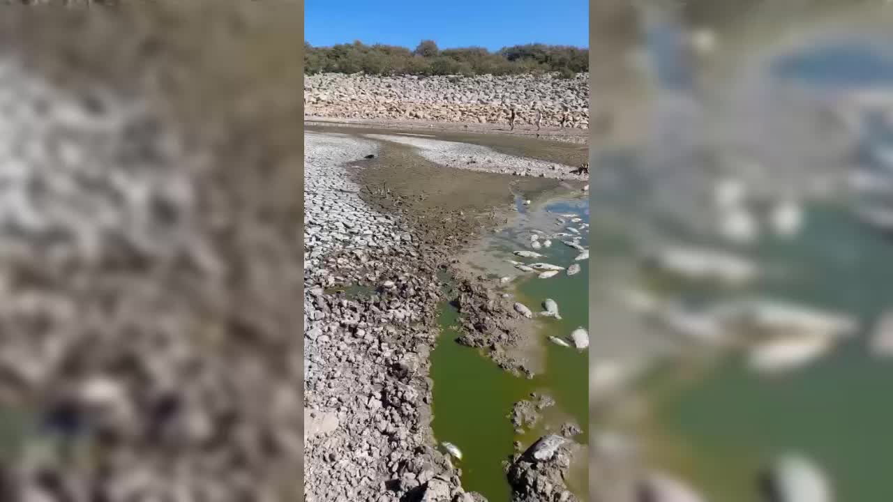 BAKIRÇAY’IN ARDINDAN BU KEZ DE DİKİLİ'DEKİ SULAMA GÖLETİNDE BALIK ÖLÜMLERİ GÖRÜLDÜ