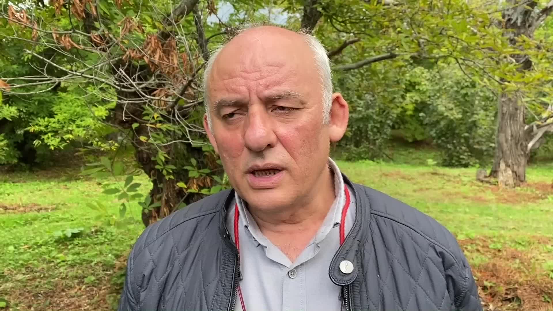 SİNOP'TA KESTANE AĞAÇLARINA 'GAL ARISI' DADANDI