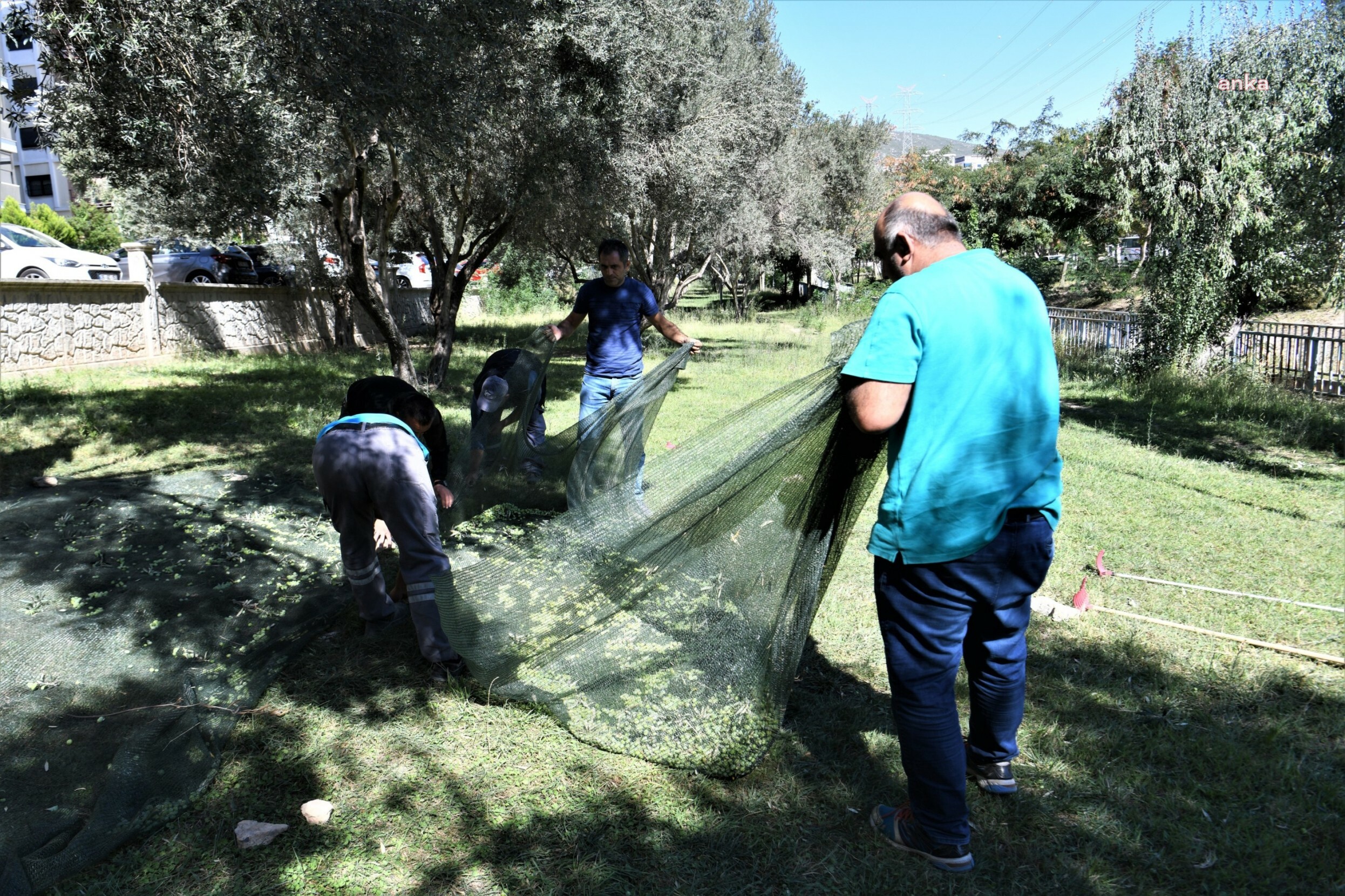 BORNOVA BELEDİYESİ'NDEN ZEYTİN HAMLESİ