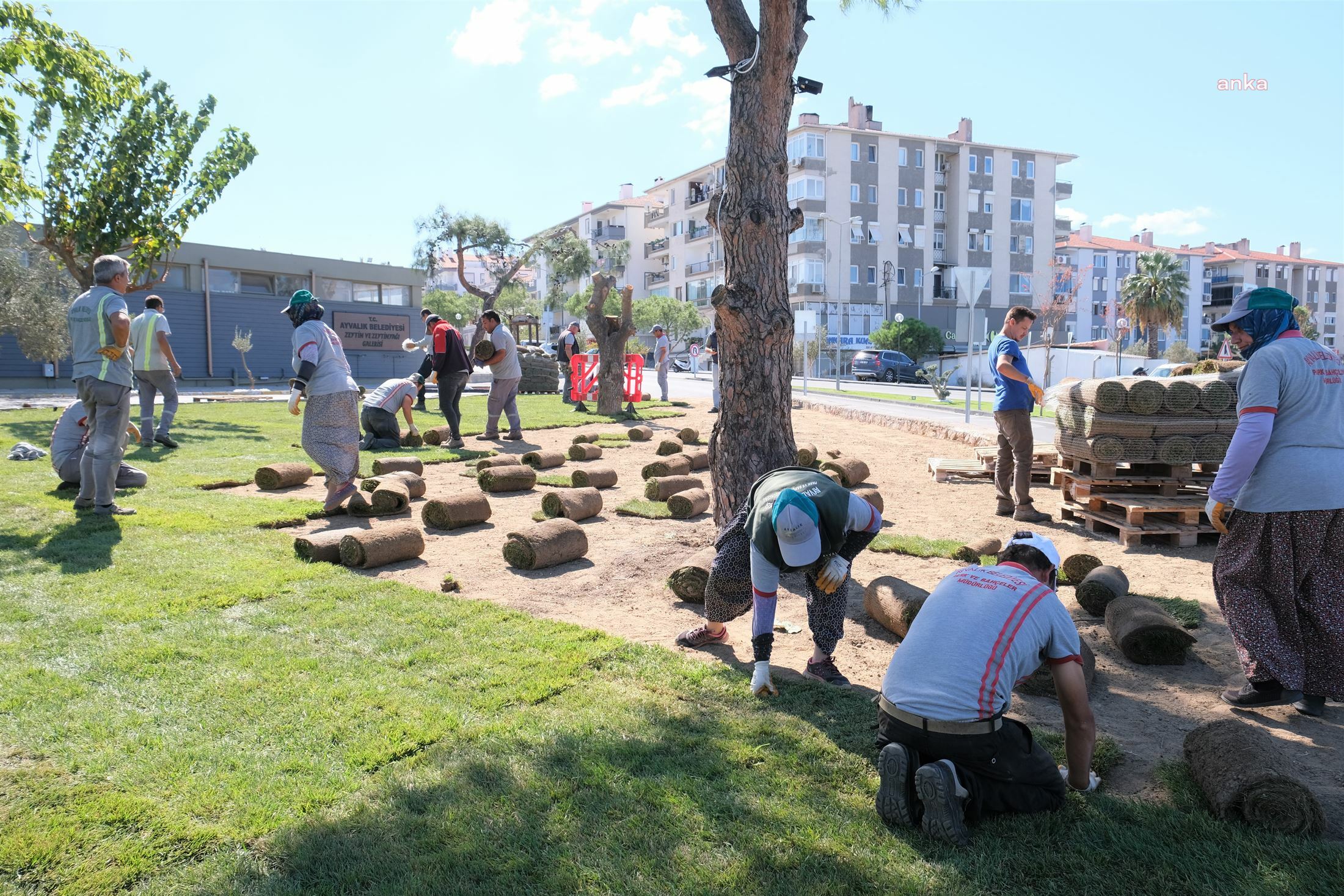 AYVALIK BELEDİYESİ'NİN PEYZAJ ÇALIŞMLARI İLE İLÇE DAHA YEŞİL
