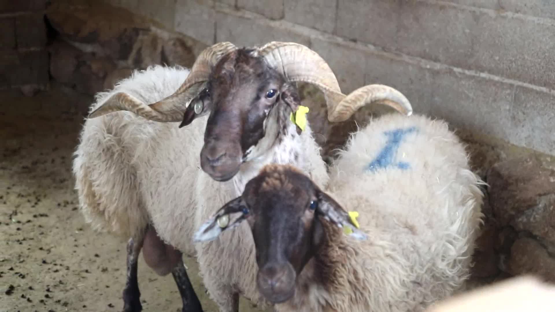 AYDIN BÜYÜKŞEHİR BELEDİYESİ, ÇİNE ÇAPARI VE SAKIZ KOÇU DAĞITIMINA DEVAM EDİYOR