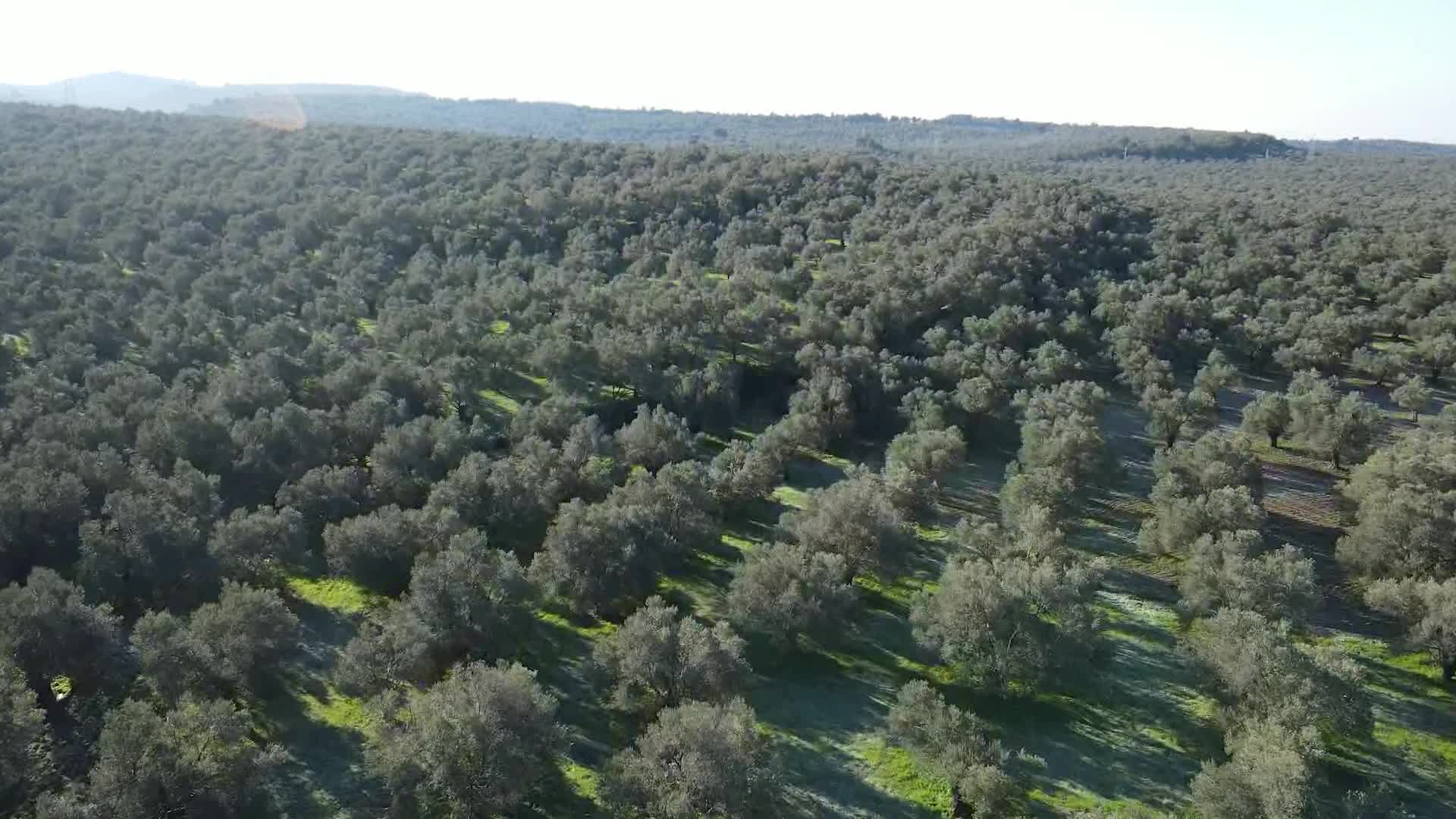 AYVALIK’TA ZEYTİN MÜZESİ YENİLENDİ