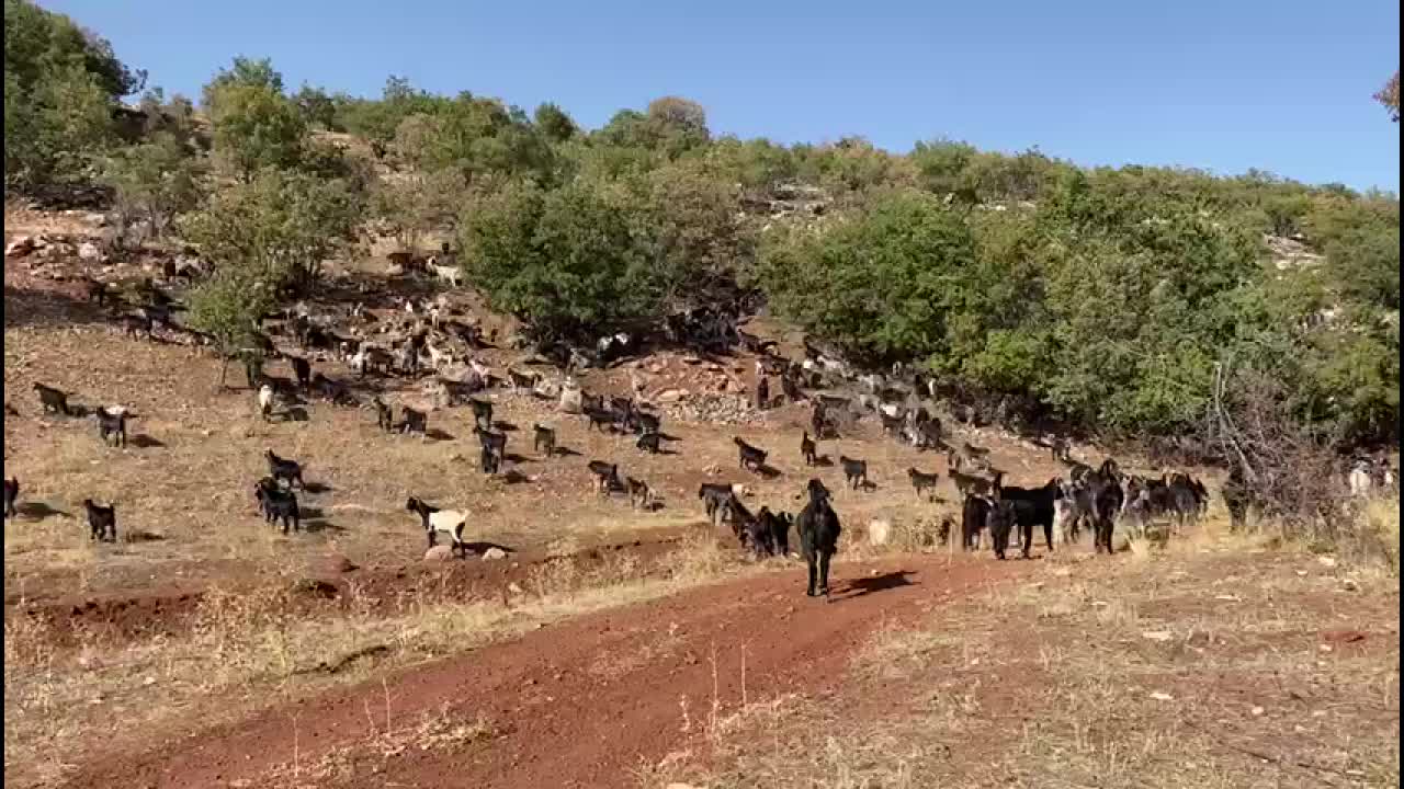 YÖRÜKLERİN YAYLALARDAN DÜZE DÖNÜŞ YOLCULUĞU: "BU GÖÇ DEVAM EDECEK, SONSUZA KADAR”