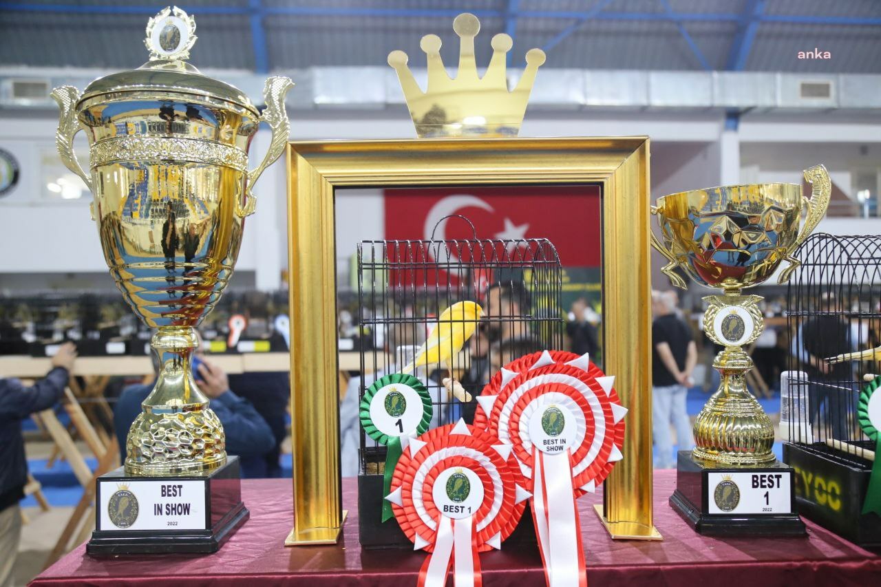 EDREMİT’TE KANARYA GÜZELLİK YARIŞMASI YAPILDI