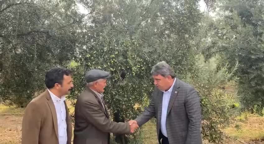 MERSİNLİ ÇİFTÇİ, YAĞLIK ZEYTİNİN SATIŞ FİYATINDAN DERTLİ: “4 LİRADAN ZEYTİN SATTIK. BİZ ZARAR EDİYORUZ”